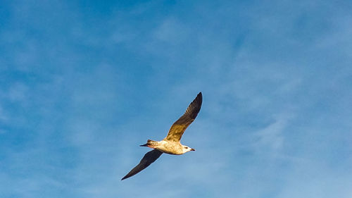 Low angle view of seagull flying