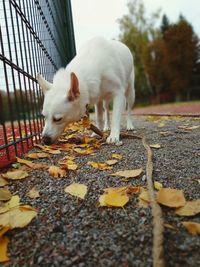 Dog detective in autumn