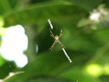 Close-up of spider on web