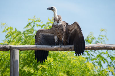 Low angle view of bird perching on wood against sky