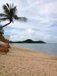 Palm trees on beach