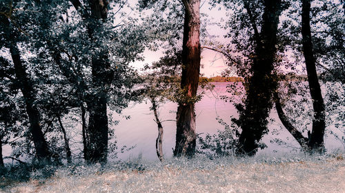 Trees by lake in forest