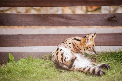 Close-up of wild cat resting at zoo