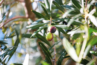 Close up of olive fruit in olive grove