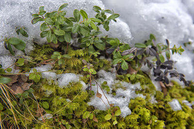 High angle view of leaves on plant