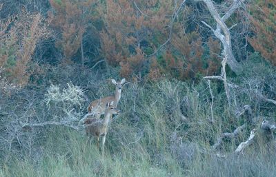 Deer in a field