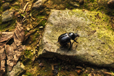 High angle view of insect on rock