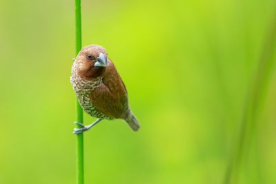 Close-up of a bird