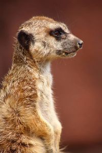 Side view of meerkat