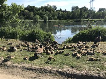 View of birds in lake