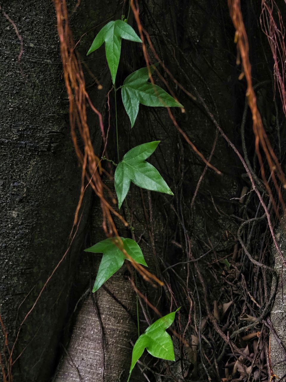 CLOSE-UP OF LEAVES ON TREE TRUNK