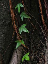 High angle view of ivy growing on tree trunk