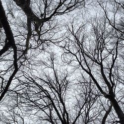 Low angle view of bare trees against sky