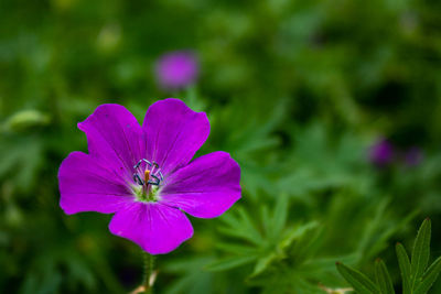 Close up of pink bloody cranesbill, geranium sanguineum 