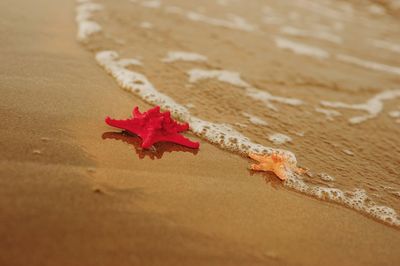 Close-up of autumn leaves on sand