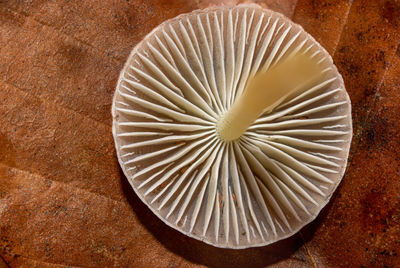 Directly above shot of mushroom gills