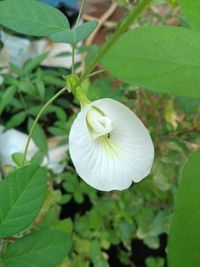 Close-up of white flowering plant