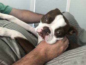 Midsection of woman with dog on bed