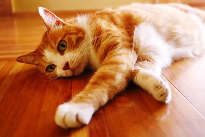 Portrait of cat resting on hardwood floor