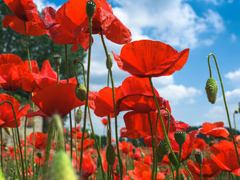 Close-up of red poppy flowers against sky