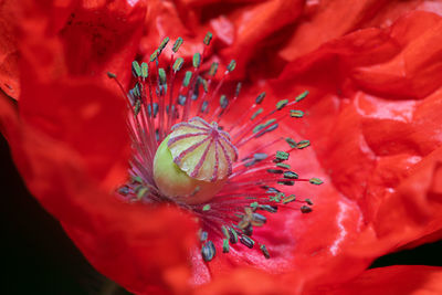 Full frame shot of red rose flower