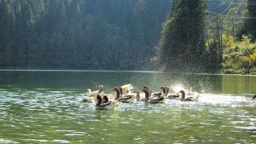 Ducks swimming in lake