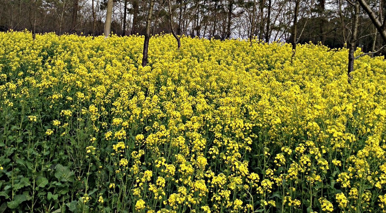 growth, flower, yellow, beauty in nature, freshness, nature, field, tranquility, tranquil scene, tree, plant, green color, abundance, scenics, landscape, agriculture, rural scene, lush foliage, day, growing