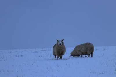 Sheep on snow field against clear sky