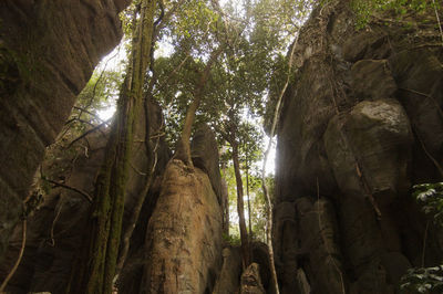 Low angle view of trees in forest