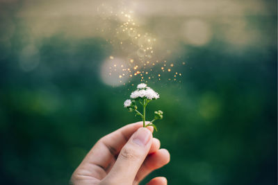 Close-up of hand holding flower