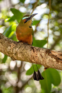 Close-up of bird perching on branch