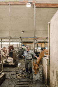 Female farmer with tablet pc examining cow at cattle farm