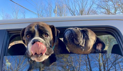 Dog in car