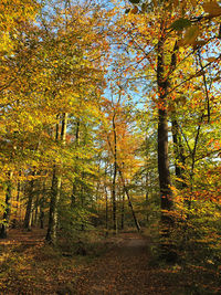 View of trees in forest during autumn