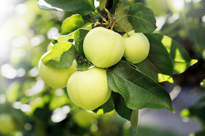 Close-up of fruits growing on tree