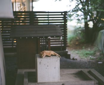 Cat on built structure against trees