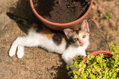 High angle view portrait of cat by flower plants