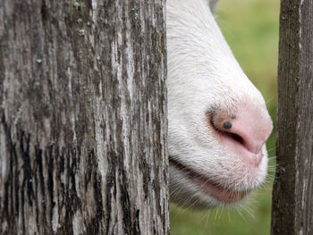 Close-up of goat