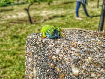 Close-up of lizard on rock