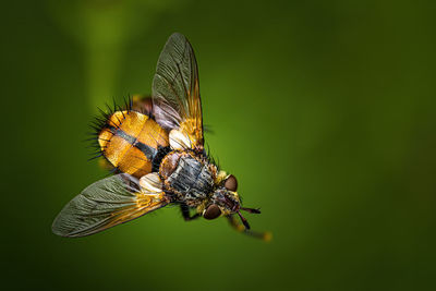 Close-up of butterfly pollinating flower