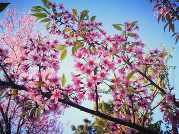 Low angle view of pink flowering tree against sky
