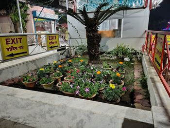 Potted plants in store for sale