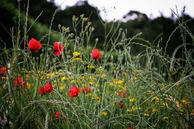 Close-up of red poppy flowers in field