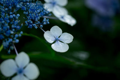 Close-up of purple flowers