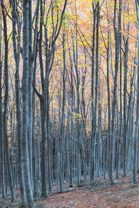 Trees in forest during autumn