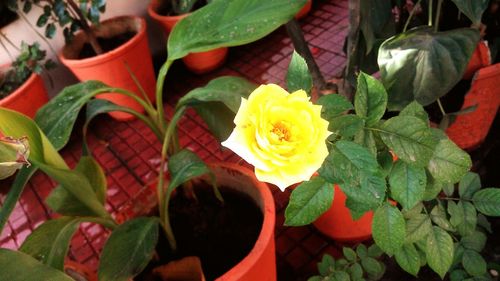 Close-up of yellow rose