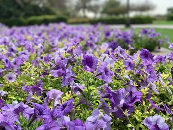 Close-up of purple flowering plants on field