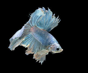 Siamese fighting fish fight blue fish, betta splendens, betta fish, half moon betta.