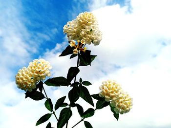 Close-up of yellow flowering plant against sky