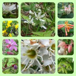 Close up of flowers